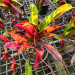 Кротон RED DIAMOND – YAD MANEE (V126)