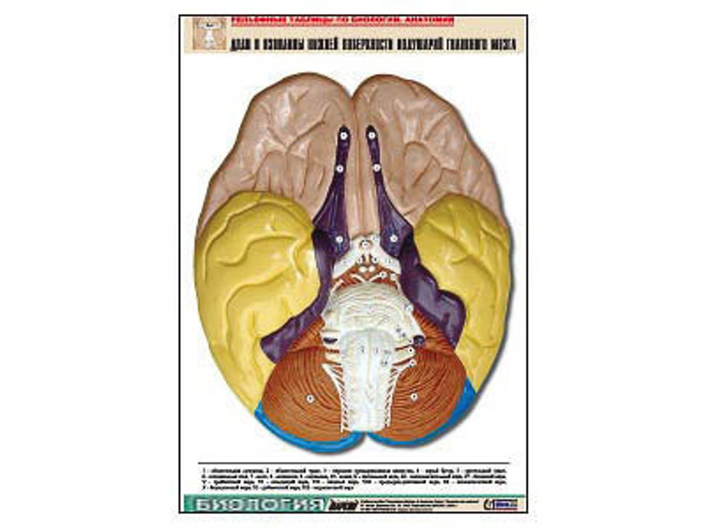 Рельефная таблица &amp;#34;Доли и извилины нижней поверхности полушарий головного мозга&amp;#34; (А1, матовое лам.)