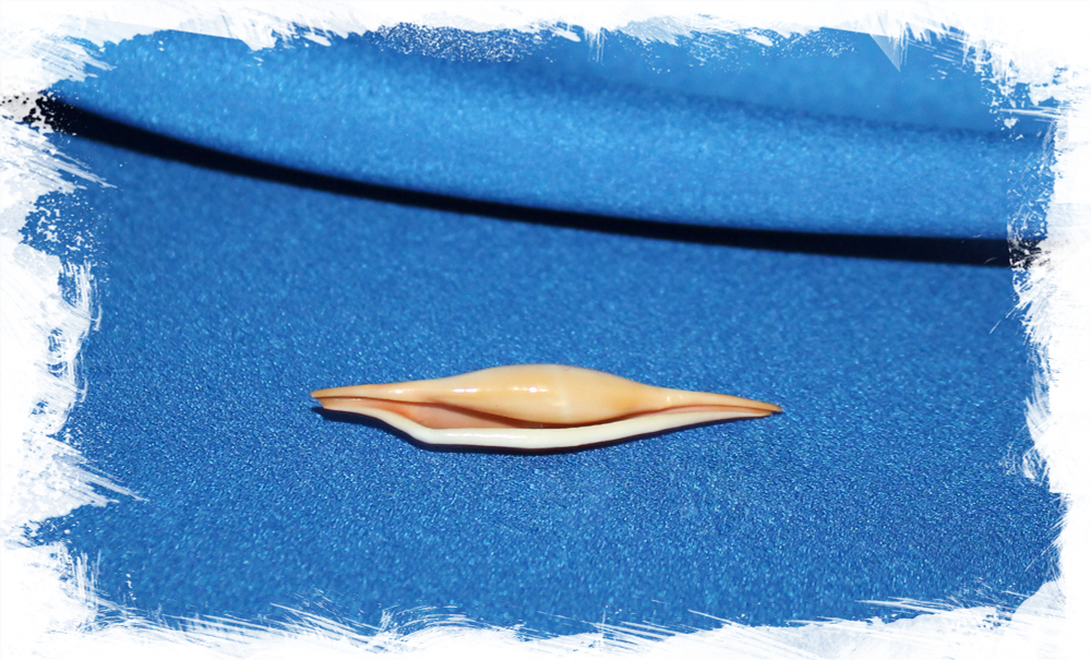 Phenacovolva Rosea Tokoi коллекционная ракушка