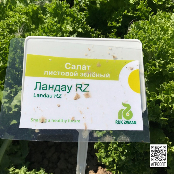 Ландау семена салата лолло блонда (Rijk Zwaan / Райк Цваан) в поле – фото 7