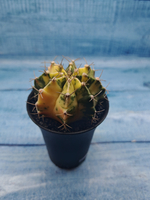 Gymnocalycium Variegata (Гимнокалициум Вариегатный)