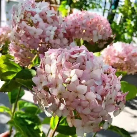 Гортензия древовидная "Candybelle Marshmellow"