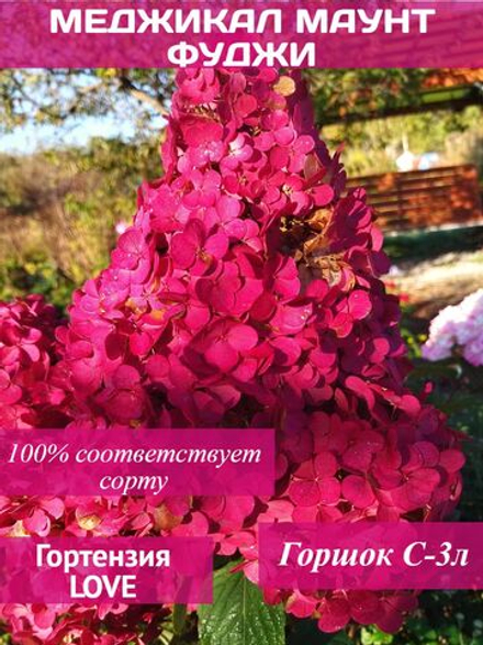 Меджикал Маунт Фуджи гортензия метельчатая