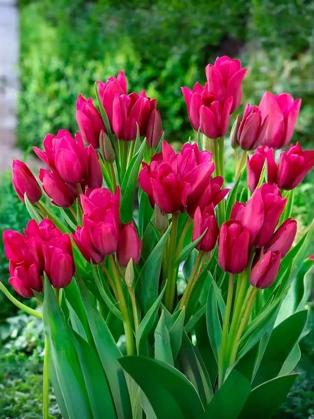 Тюльпан Многоцветковый Найт Клаб