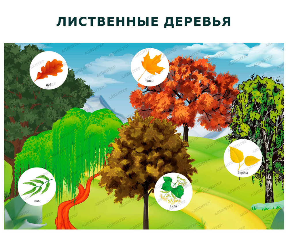 Комплект развивающий Природа: Лиственные деревья. Хвойные деревья. Кустарники 2198