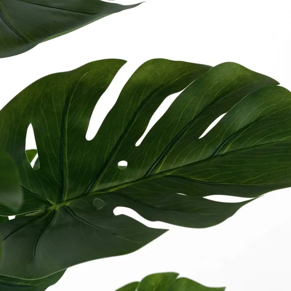 Монстера высота 155 см