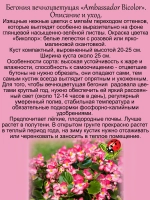 Бегония Амбассадор вечноцветущая биколор