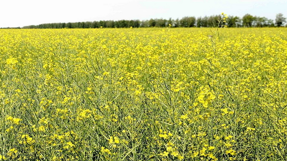 ГЕРБИЦИД Бутизан Стар, КС (333 г/л +83г/л)