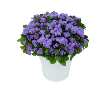 7404 Агератум AGUILERA VIOLET (ВЕСНА 2025)