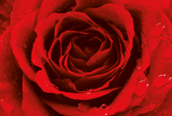 Коллекция Цветы