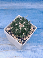 Echinofossulocactus Multicostatus (Эхинофоссулокактус)