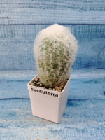 Espostoa Melanostele (Эспостоа)