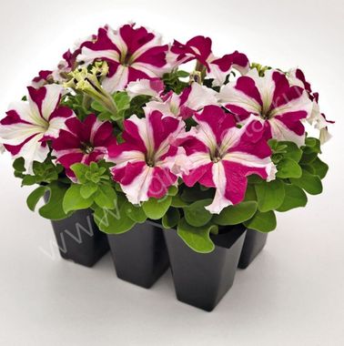 S60129 Петуния кустовая Grandiflora Succes!360* Rose Star 10шт.