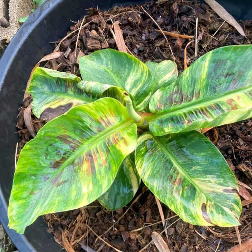 Банан вариегатный CAVENDISH DWARF