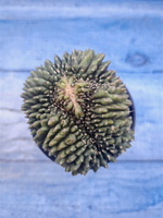 Gymnocalycium Spineless Crested form (Гимнокалициум)