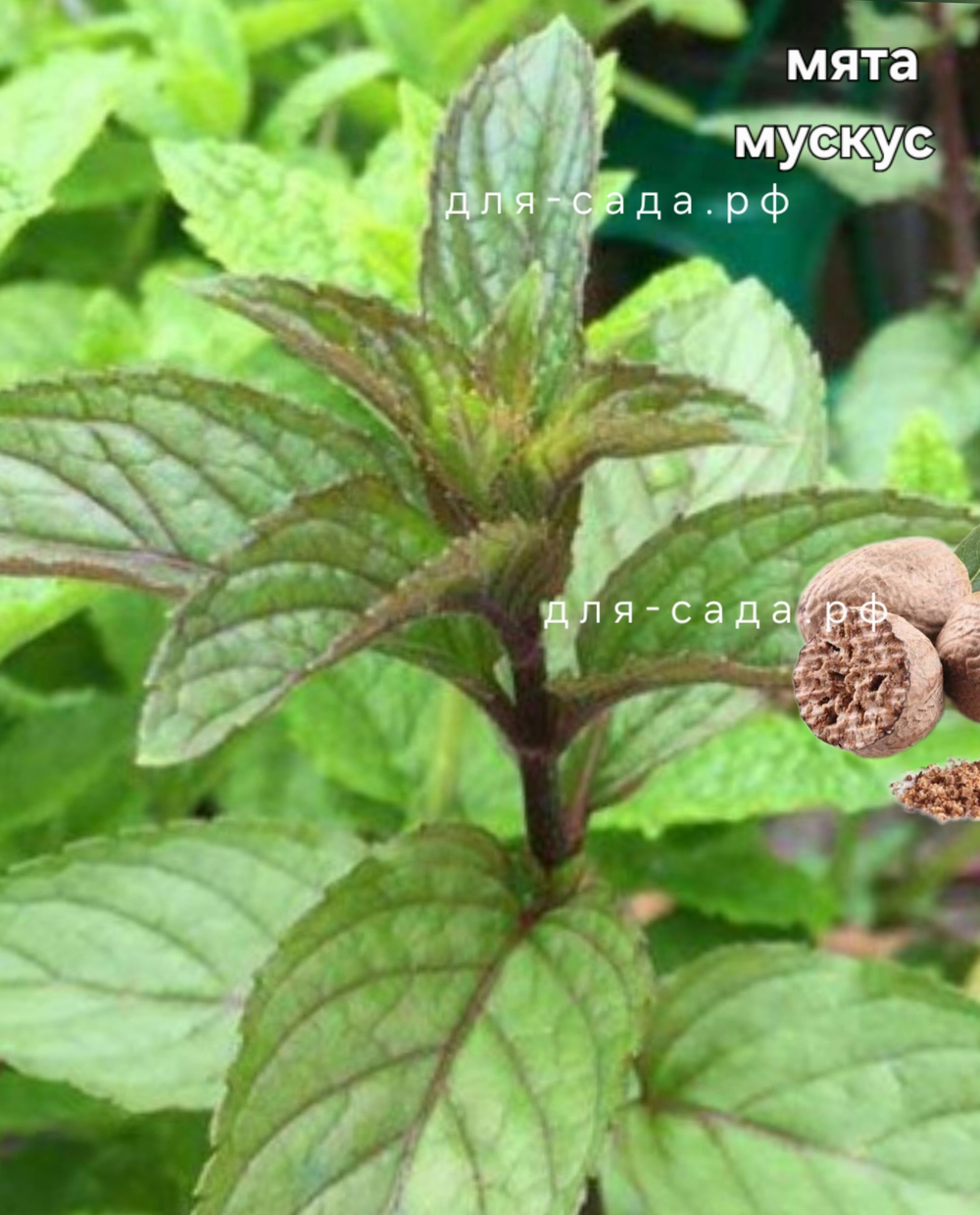 Мята мускус