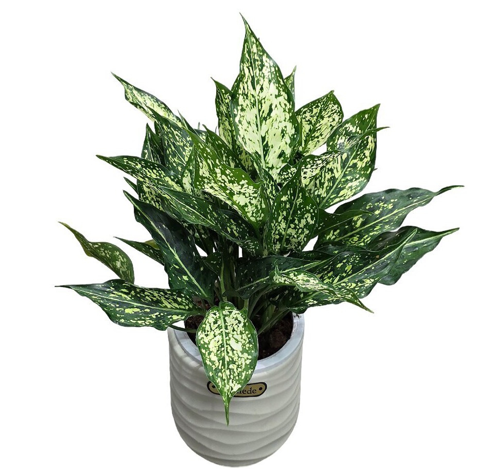 Аглаонема Лемон Квин