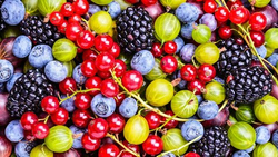 Ягодные культуры