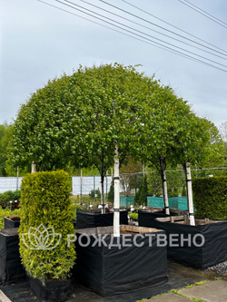 Береза повислая Беседка (6шт)