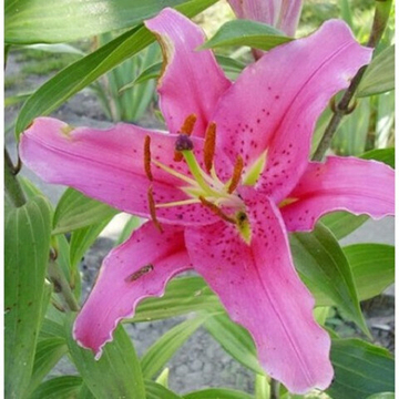 Лилия Бернини