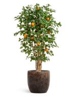 Кашпо TREEZ Effectory - Metal - Конус-чаша - Rough с золотой патиной