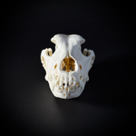 Череп собаки