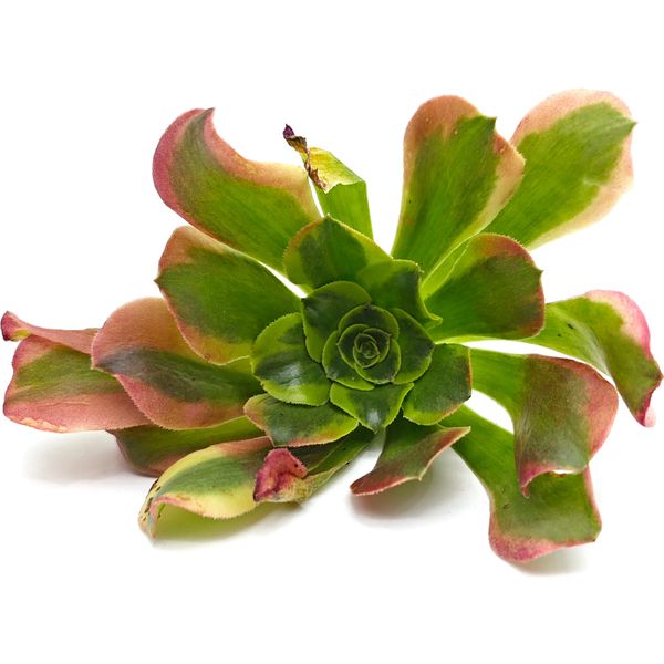 Суккулент Эониум Тесла