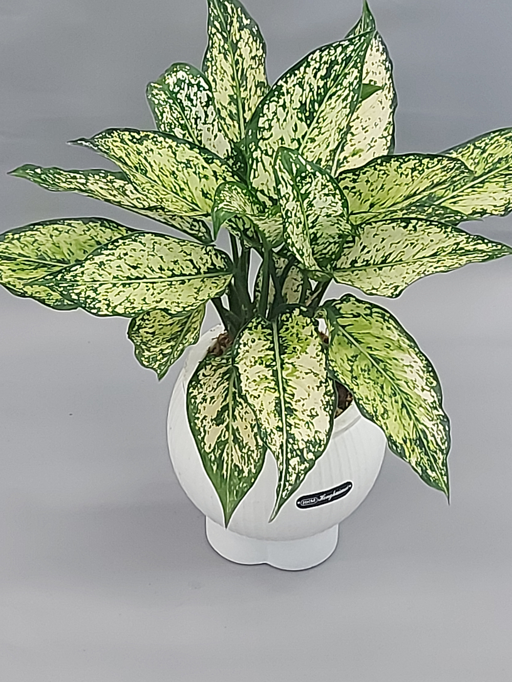 Аглаонема Уайт Даймонд 15/35