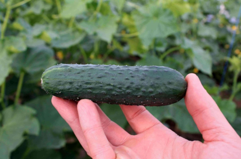 Огурец Гуннар F1 (50шт) Витагрин Профи