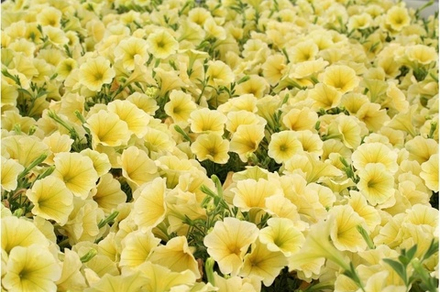 ЕВРО Petunia SURFINIA Yellow неукор черенок ноябрь 2025