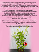 Крыжовник Колобок красный