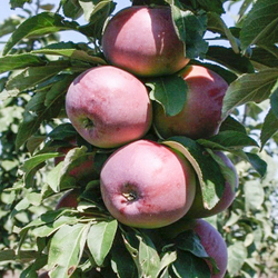 Плоды яблони колоновидной   Гранатовый браслет в Подмосковье