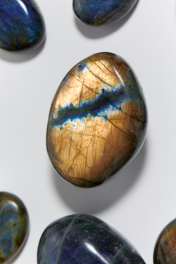 Лабрадор палмстоун S