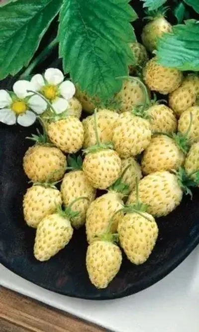 Семена Земляника Ананасная ГЕЛЕВОЕ ДРАЖЕ 20 шт (УД) Ц/П