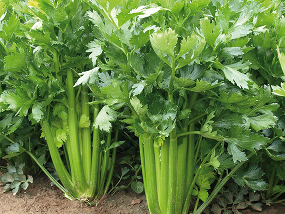 Сиенна F1 семена сельдерея (Enza Zaden / Энза Заден) культура – фото 3