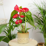 Антуриум Андревнум Невада 12/40