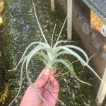 Тилландсия Impression Perfection (albida x concolor)