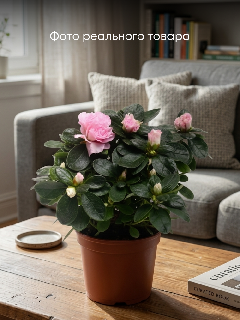 Азалия M Troch д.10 СП