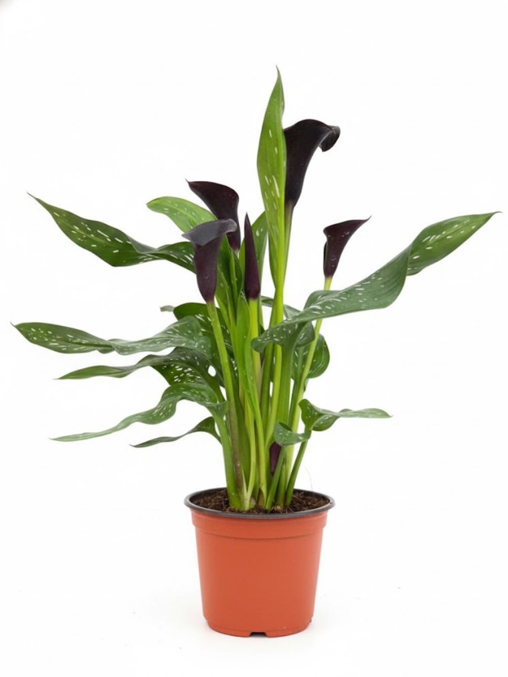 Зантедеския mix colour д.14