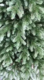 литая хвоя двухцветная, ель Архангельская