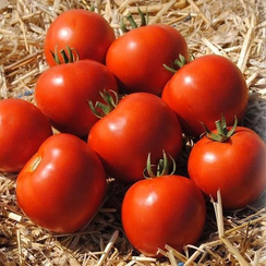 Мамако F1 семена томата детерминантного (Syngenta / Сингента)