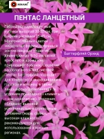 Пентас ланцетный набор