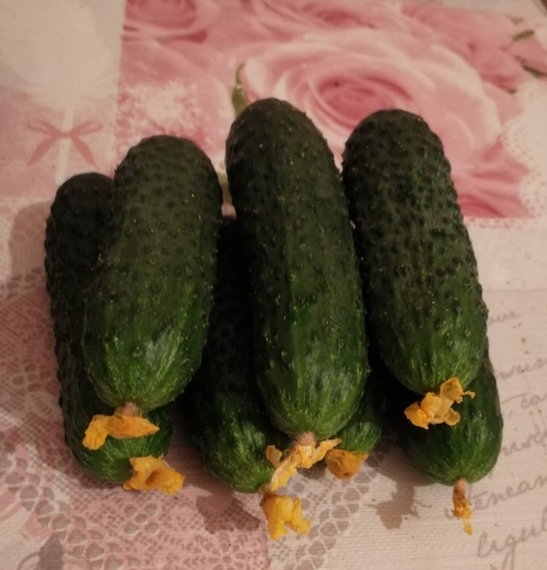 Жозефино F1 семена огурца партенокарпического (Seminis / Семинис) – фото 2