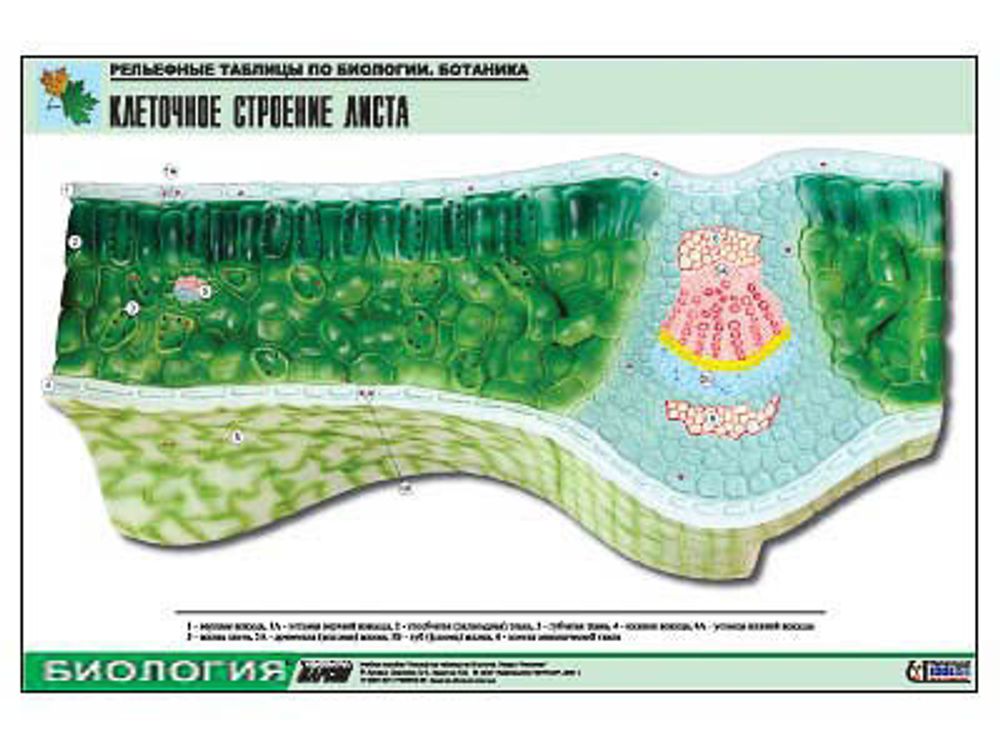 Рельефная таблица &amp;#34;Клеточное строение листа&amp;#34;  (формат А1, матовое ламинир.)