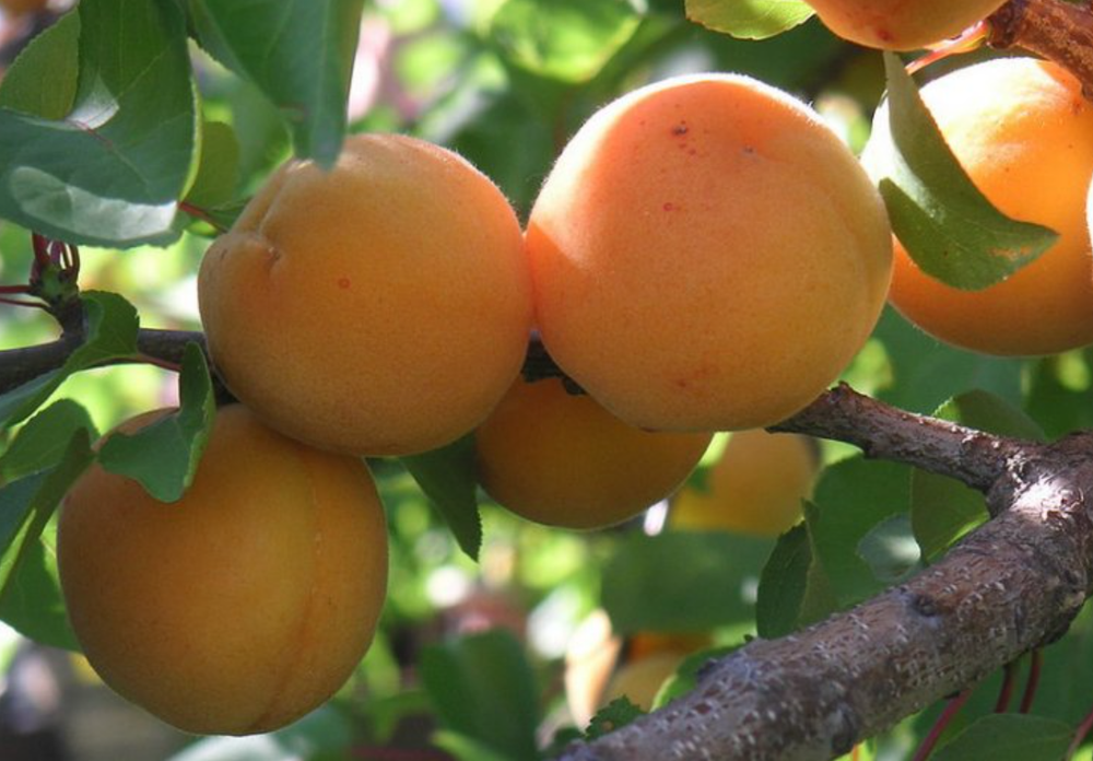 Абрикос Голд Рич ЗКС контейнер 5-7,5л, 3х летний саженец май 26