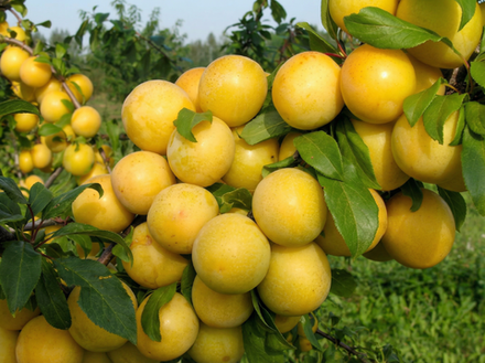 Саженец Алычи «Мара» (Русская слива, Желтая, Медовая, Поздняя)