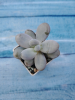 Pachyphytum Oviferum (Пахифитум)