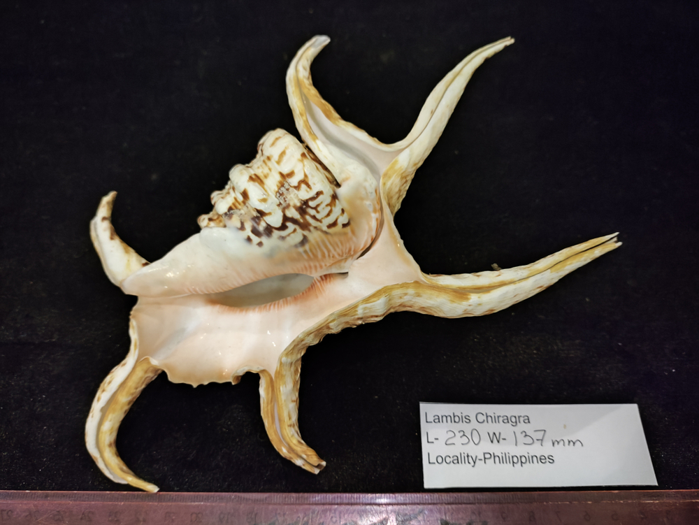 Лямбис Хирагра "200-230мм"