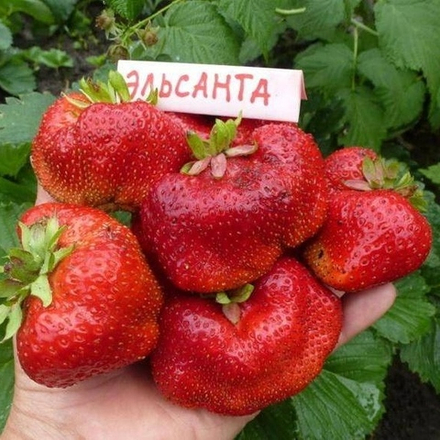 Земляника садова (клубника) ЭЛЬСАНТА