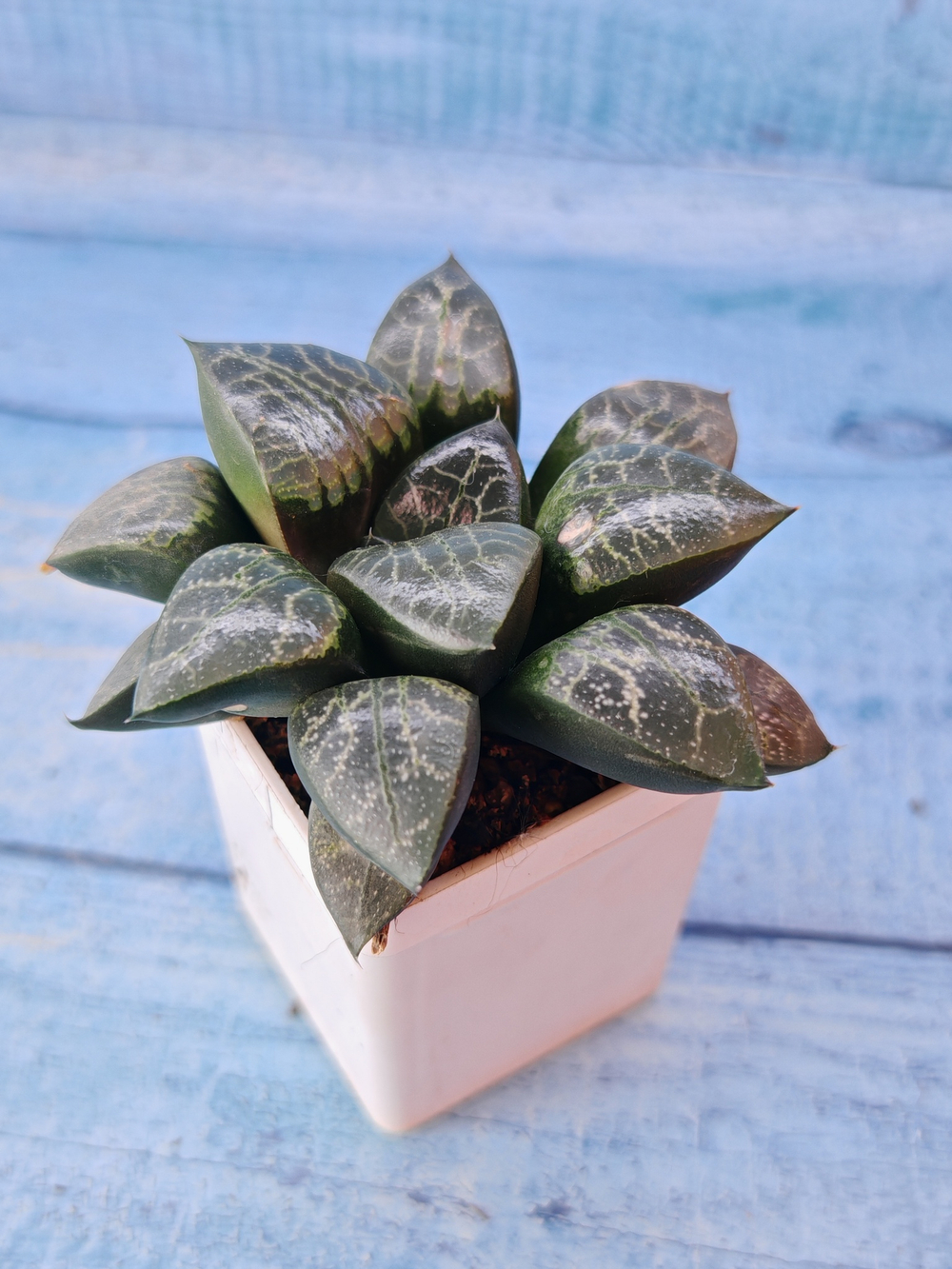 Haworthia Bayeri x Comptoniana (Хавортия)